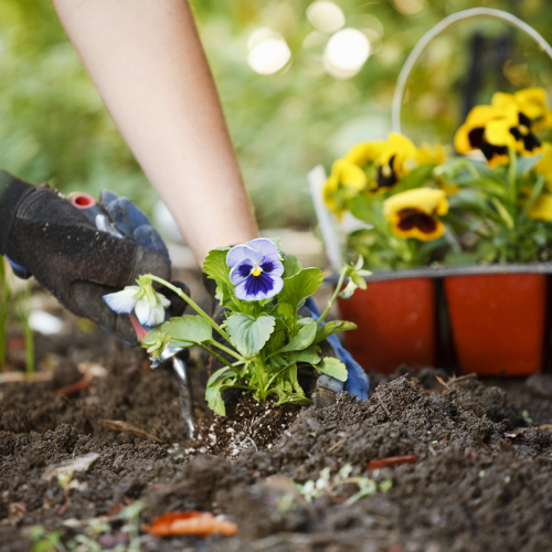 Blumen pflanzen für Vielfalt Blumen pflanzen für Vielfalt