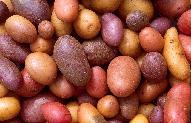 Legen, pflegen, ernten, lagern: Kartoffeln wjd-junge-wirtschaft-kartoffeln