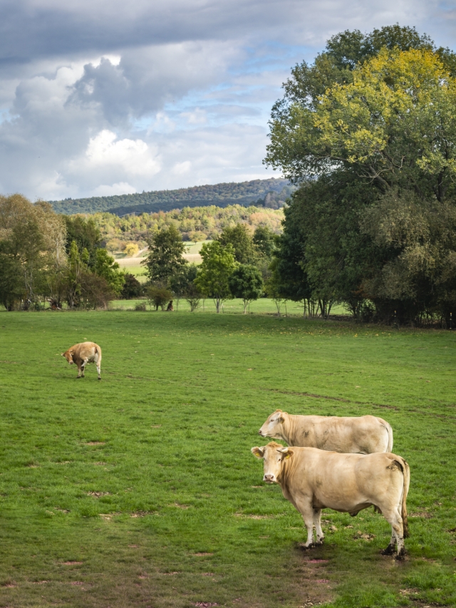 © WJD/Alexander Roßbach wj-junge-wirtschaft-auenland-beef-2.jpg