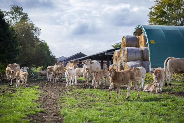 © WJD/Alexander Roßbach wj-junge-wirtschaft-auenland-beef-3